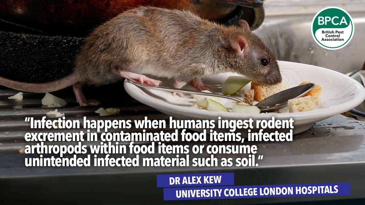 publichealthpestsandpathogens rats disease publichealthpestsandpathogens rats disease